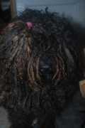 Puli