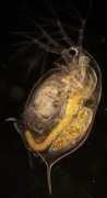 microscopy-uk.org.uk Pulicari