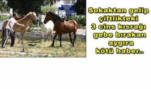 Pulluk