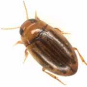 Pullus