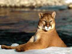 Puma