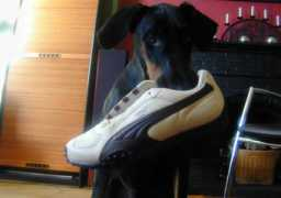 cyberdoberman.com Pumal
