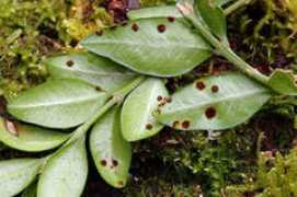 asturnatura.com Pumeda