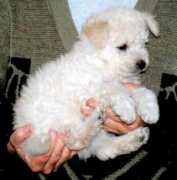 Pumi