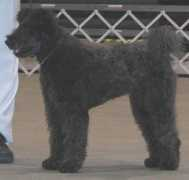 Pumi