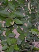 gardeninginarizona.com Pumila