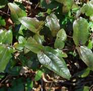 alabamaplants.com Pumila