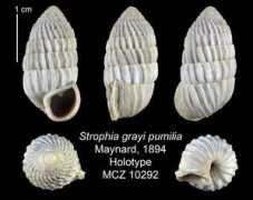 invertebrates.si.edu Pumilia