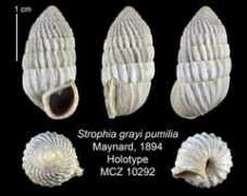invertebrates.si.edu Pumilia
