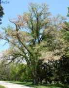 Pumilla