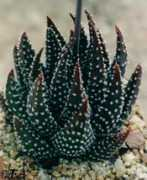 Pumilla
