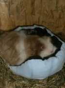 Pummelfee