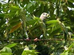 kutilang.or.id Punai