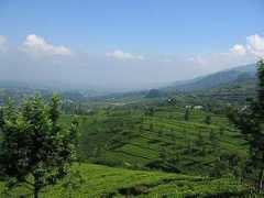 panoramio.com Puncak