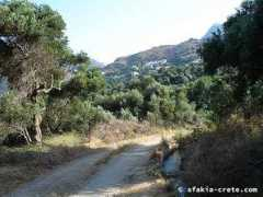 Punea