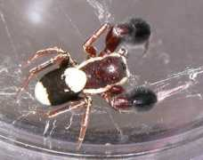 salticidae.org Punekar