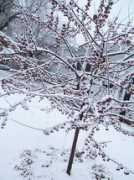 millernursery.com Punelli