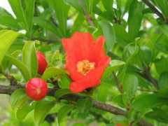 botanic.jp Punica