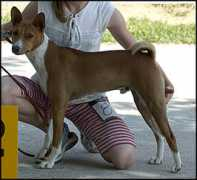 basenji.junix.cz Pupak