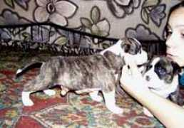 Puphu