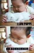 Puppi