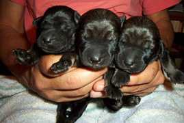 Pups