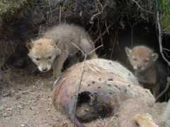 easterncoyoteresearch.com Pupson