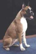 dog-zarbata.narod.ru Pupys