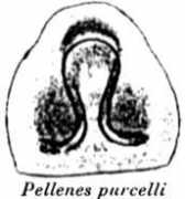 Purcelli