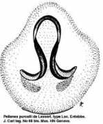 Purcelli