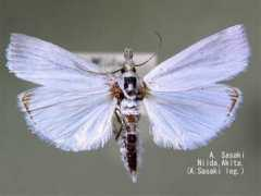 jpmoth.org Purella