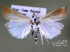 jpmoth.org Purella