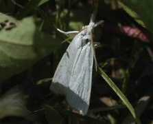 jpmoth.org Purella