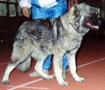 security-dog.org Purga