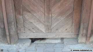 robintel.ro Purici