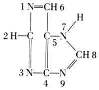 scientificlib.com Purine