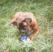 boxernothilfe.de Purino
