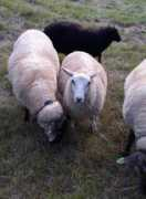 knotmerr.blogg.no Purker