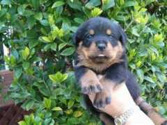 denalirottweilers.com Purmale