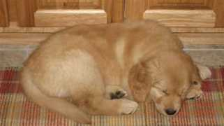 cedargoldens.com Purpleboy