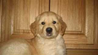 cedargoldens.com Purpleboy