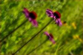 fotoart.pytalhost.de Purpur