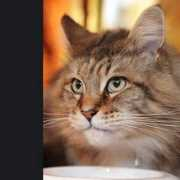 bbc.co.uk Purring