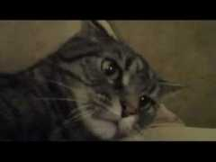 wordsdomination.com Purring