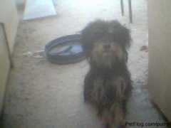 petflog.com Purro