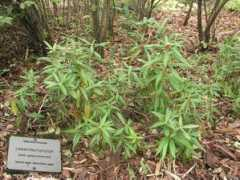rhodogarden.com Pursu