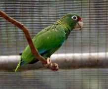 Purto