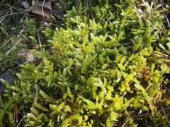 botany.cz Purum