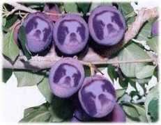 Purun