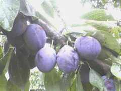 Purun